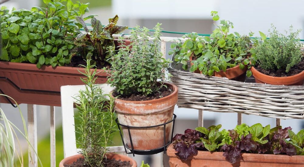herb garden ideas